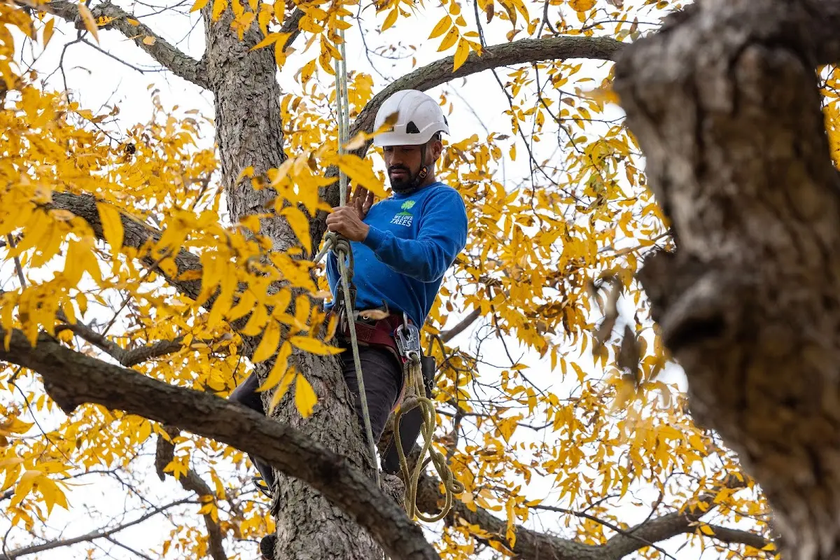 Skilled Tree Trimming crew working in Flora